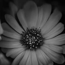 Flor