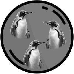 50 Penguins