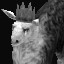 Hour of Alpacas