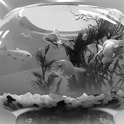 Goldfish bowl