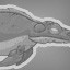 Leopleuro-dontist