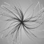 Discover Anti X Boson
