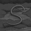 Snakes and False Friends