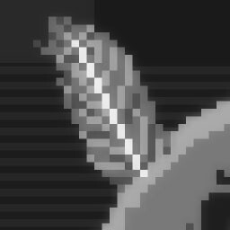 Gull Feather