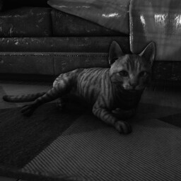 Meet The Cat