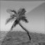 The Vacationer