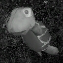Vicious Turtle Love