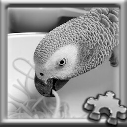 Parrot