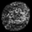 Coprophagia