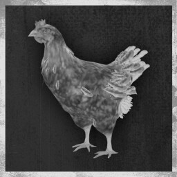 All Chickens Go to Heaven