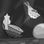Seashell Confusion