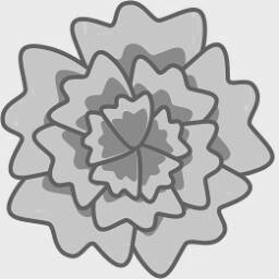 Carnation 2