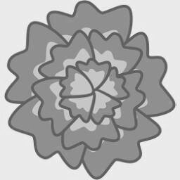 Carnation 1