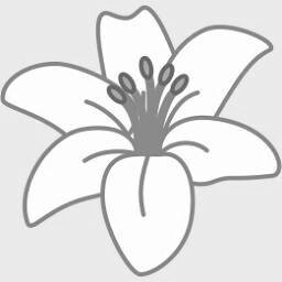 White Lily