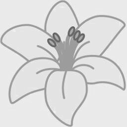 Yellow Lily