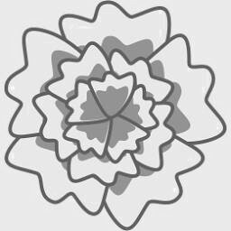 Carnation 4