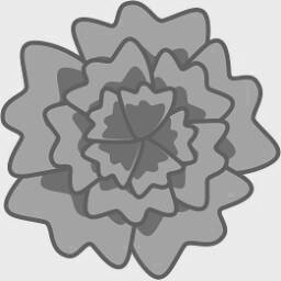 Carnation 3