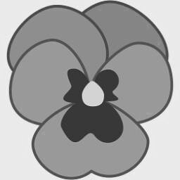 Pansy
