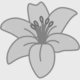 Red Lily