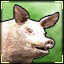 Oink!