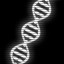 Genetic Adaption
