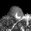 Wolf Hunter