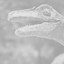 Velociraptor