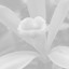Vanilla Flower