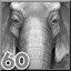 Asian Elephant