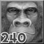Gorilla