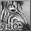 Zebras