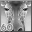 Giraffes