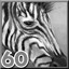 Zebras
