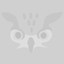 Cats With Owl Heads