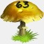 Mushrooms Collected 63
