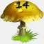 Mushrooms Collected 