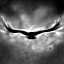 Like A Crow On A Wire