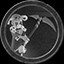 Grim Reaper