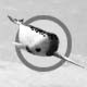 Narwhal