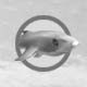 Greenland Shark