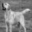 Labrador