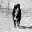 Berner Sennenhund