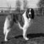St. Bernard