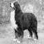 Berner Sennenhund