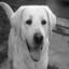 Labrador