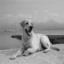 Labrador