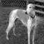 Greyhound