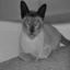 Tonkinese