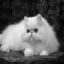 Persian