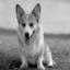 Welsh Corgi